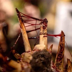 Dirty Down Gore – 15ml -Games Workshop Sale 6FdqAOuII2nEb6CBIKQSRGmLqXdcElLD6F 2